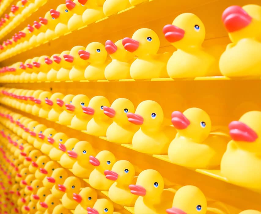 Marketing Kits. Ducks.
