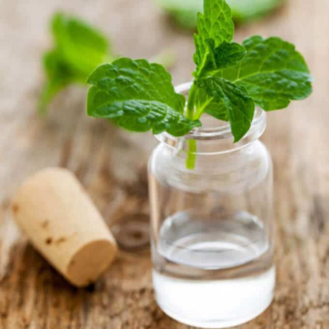 plant in a jar